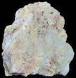 Green Prehnite Crystal Cluster - Morocco #61202-1